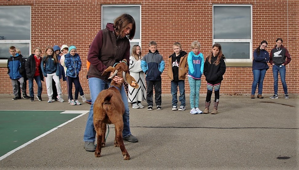 Photo of students watching an FFA member handle a goat.